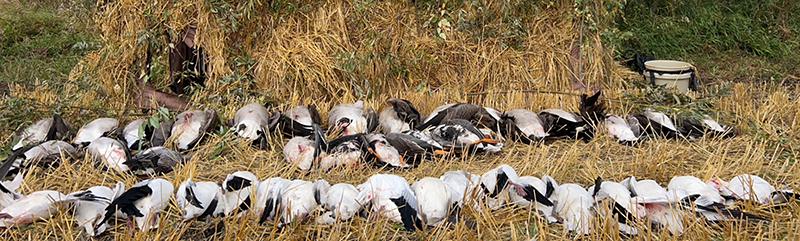 Geese lineup